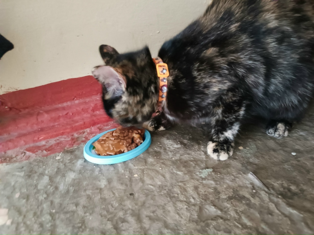 Найдена кошка в Рязани — фото объявления