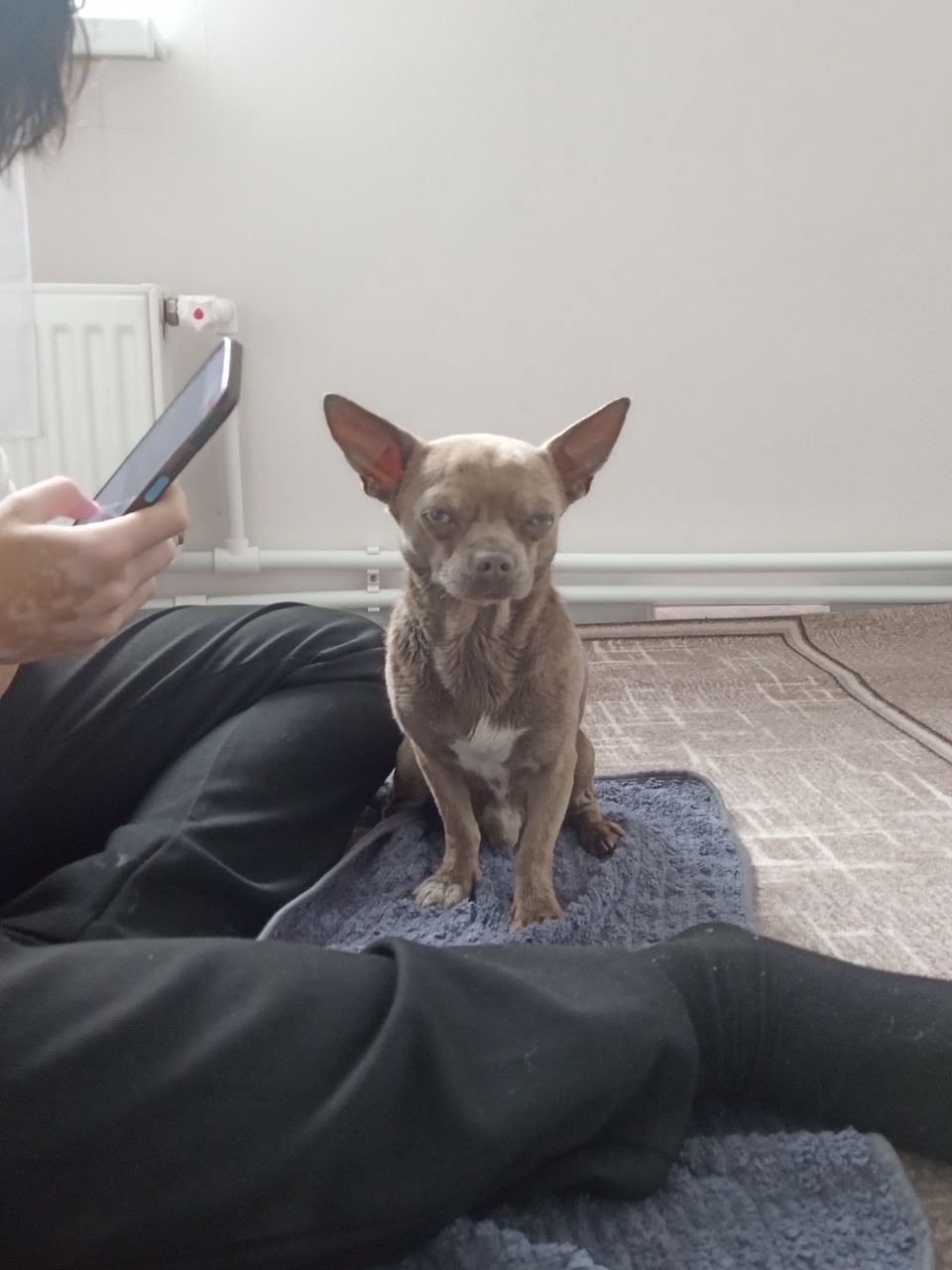 Найдена собака в Рязани — фото объявления