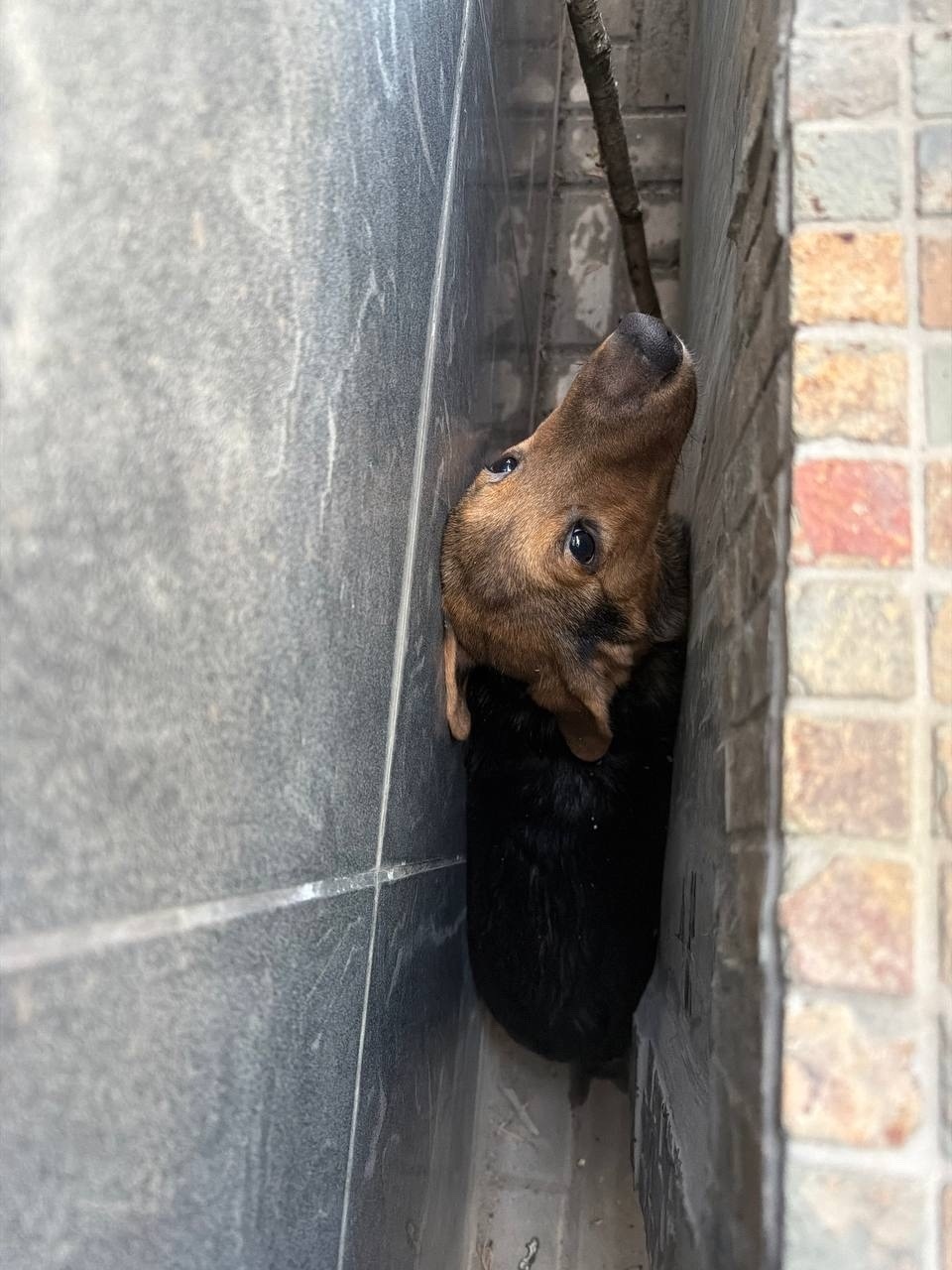 Найдена собака в Рязани — фото объявления