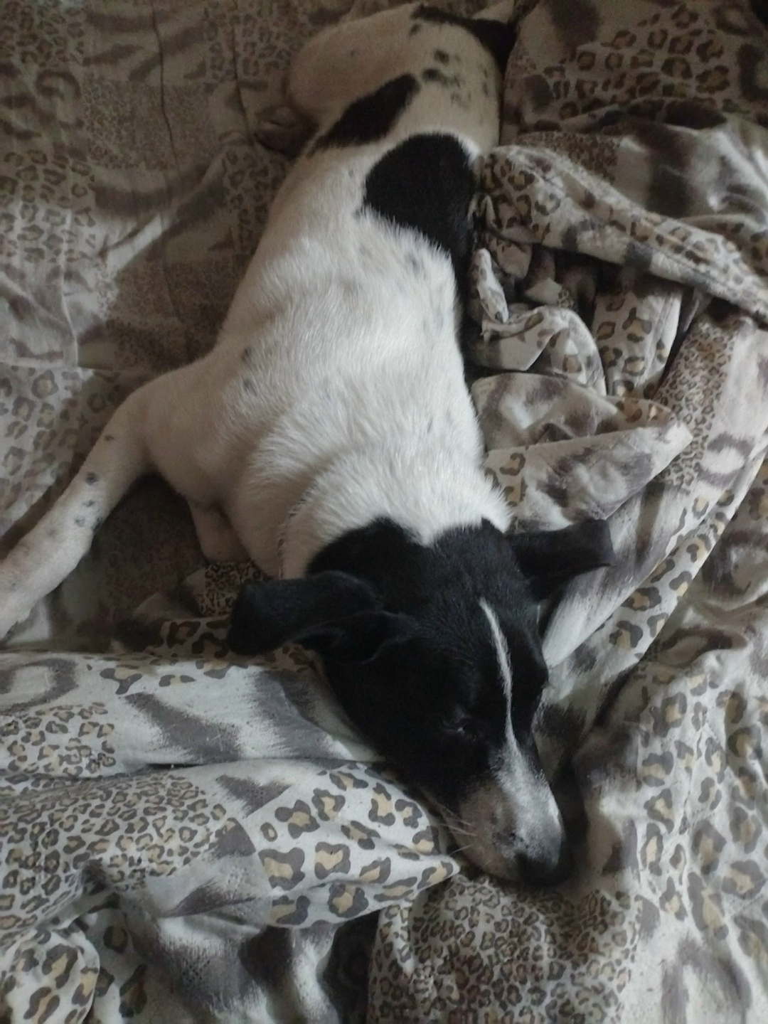 Найдена собака в Рязани — фото объявления