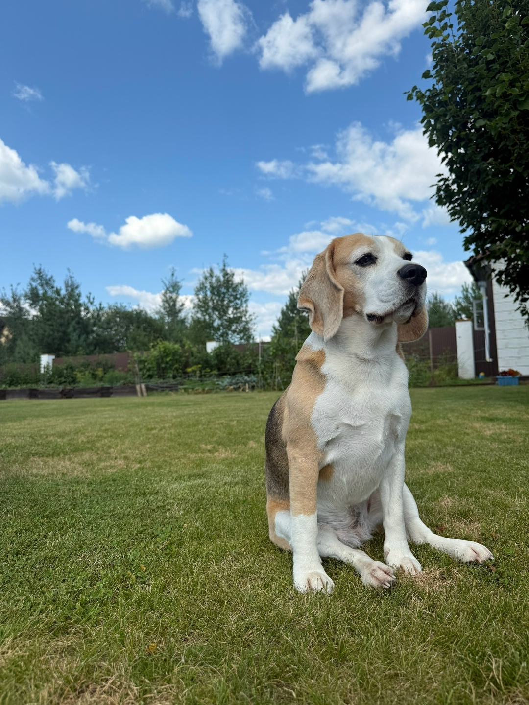 Пропала собака в Рязани — фото объявления