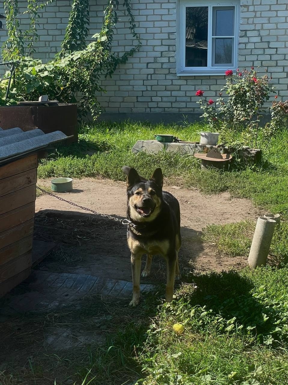 Найдена собака в Рязани — фото объявления