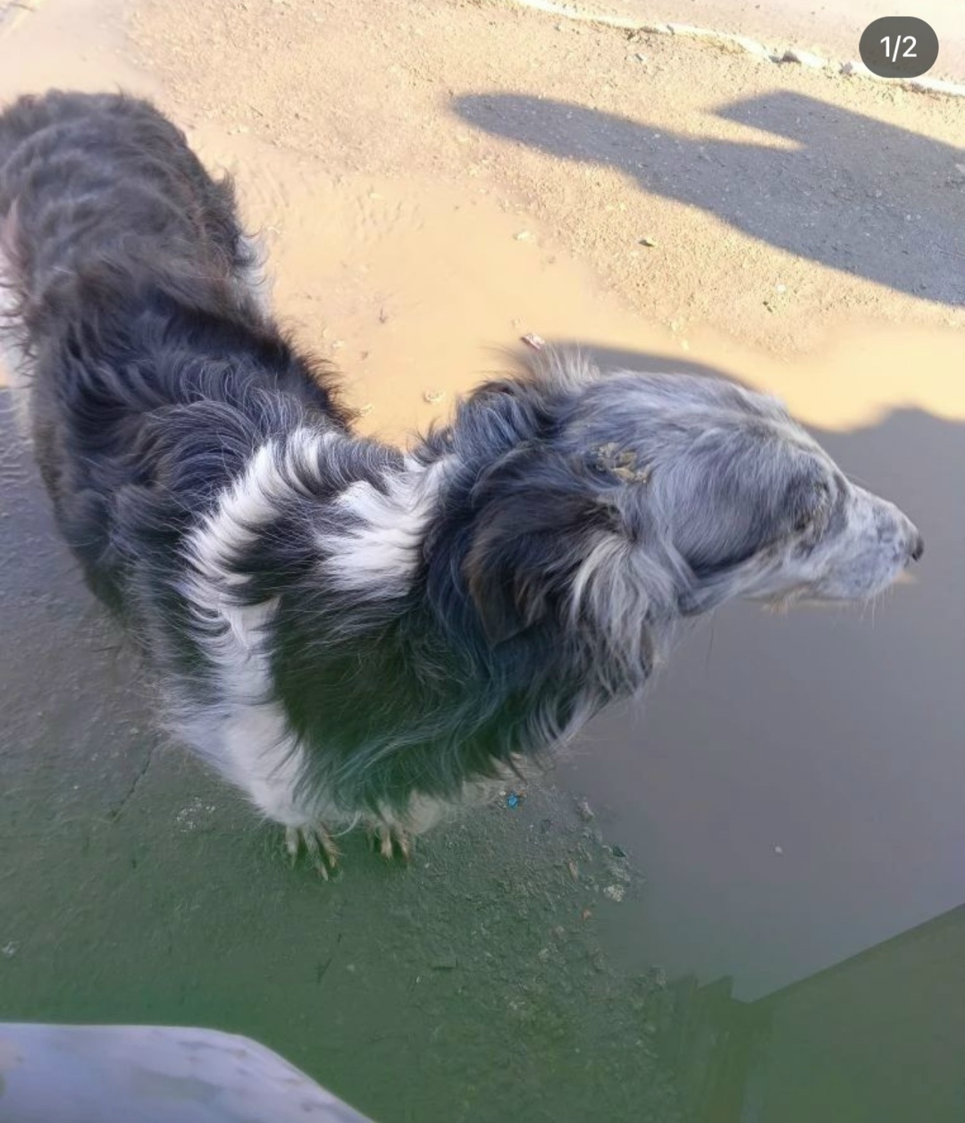 Найдена собака в Рязани — фото объявления