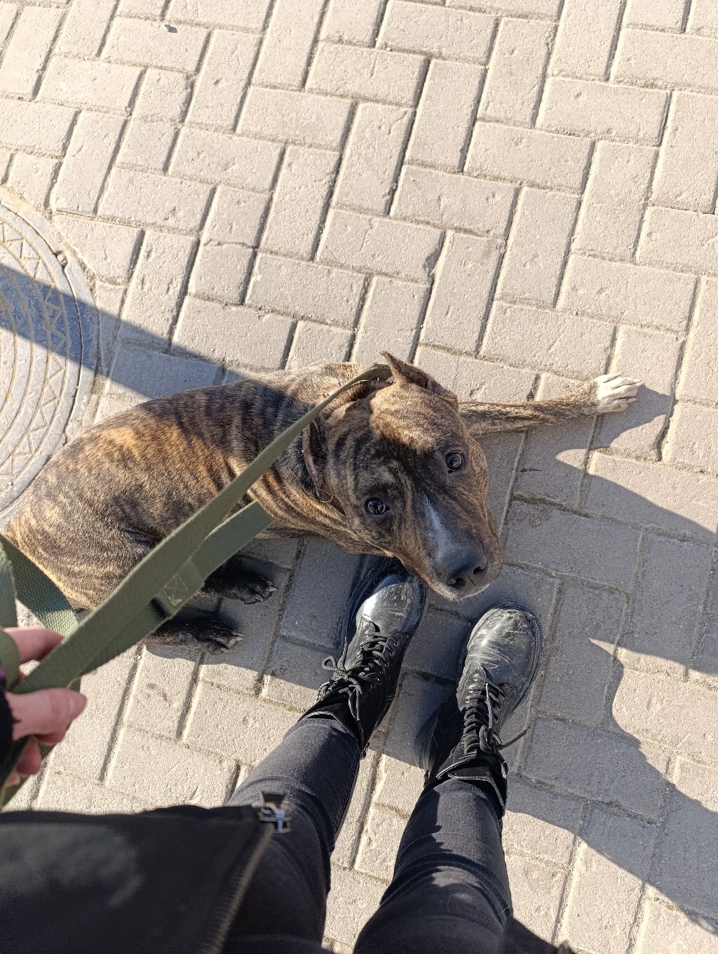 Найдена собака в Рязани — фото объявления