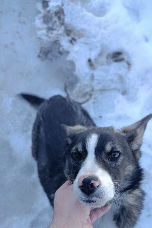 Найдена собака в Рязани — фото объявления