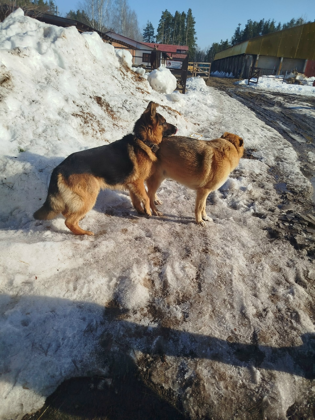 Найдена собака в Рязани — фото объявления