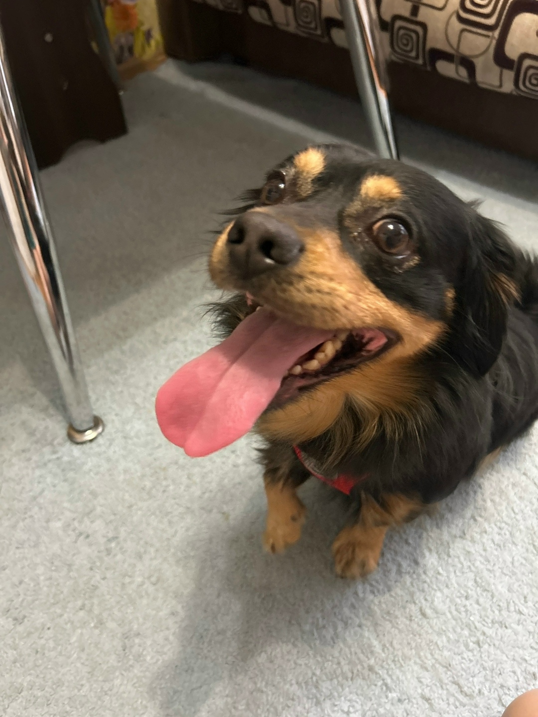 Найдена собака в Рязани — фото объявления