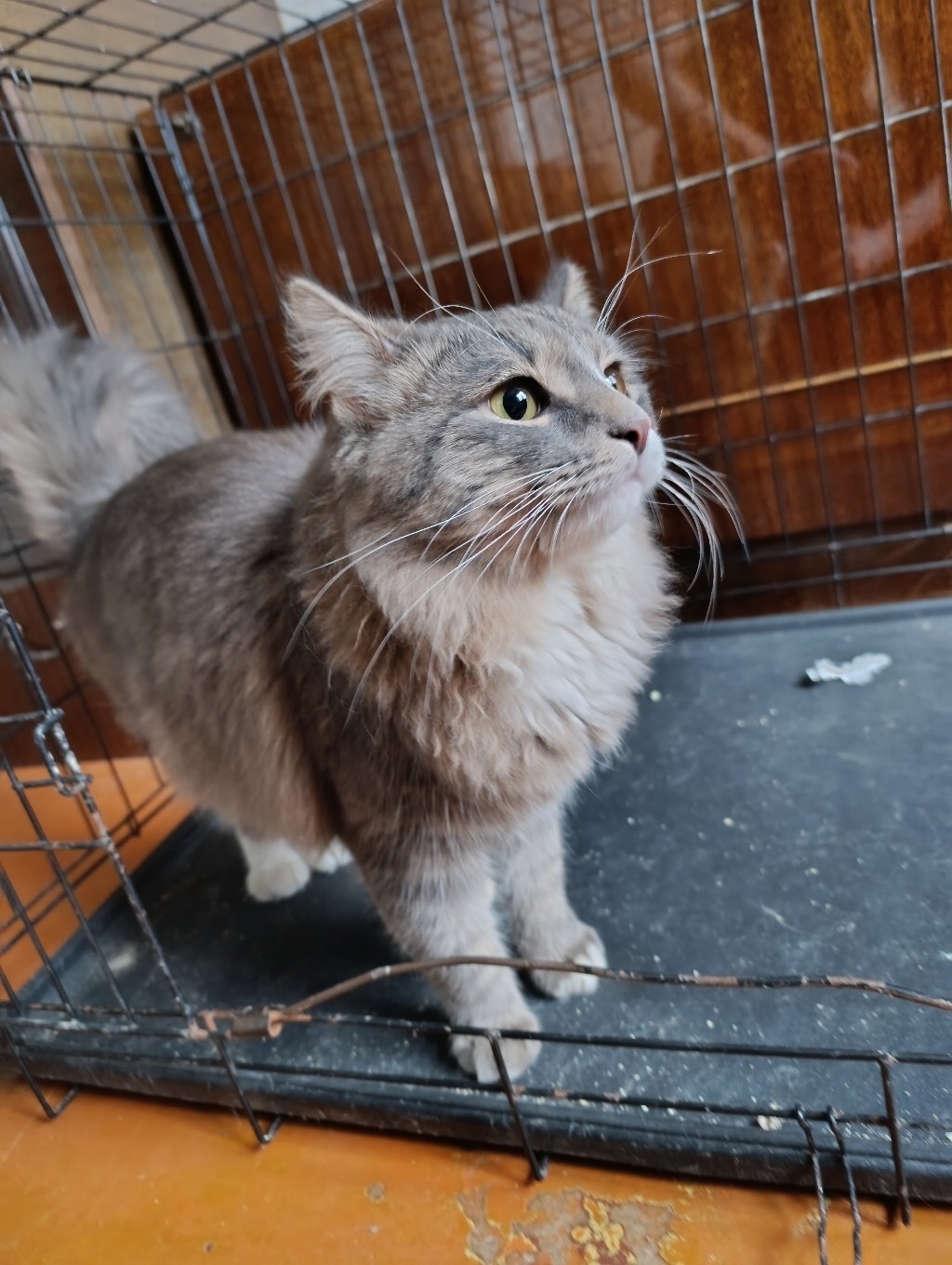 Найдена кошка в Рязани — фото объявления