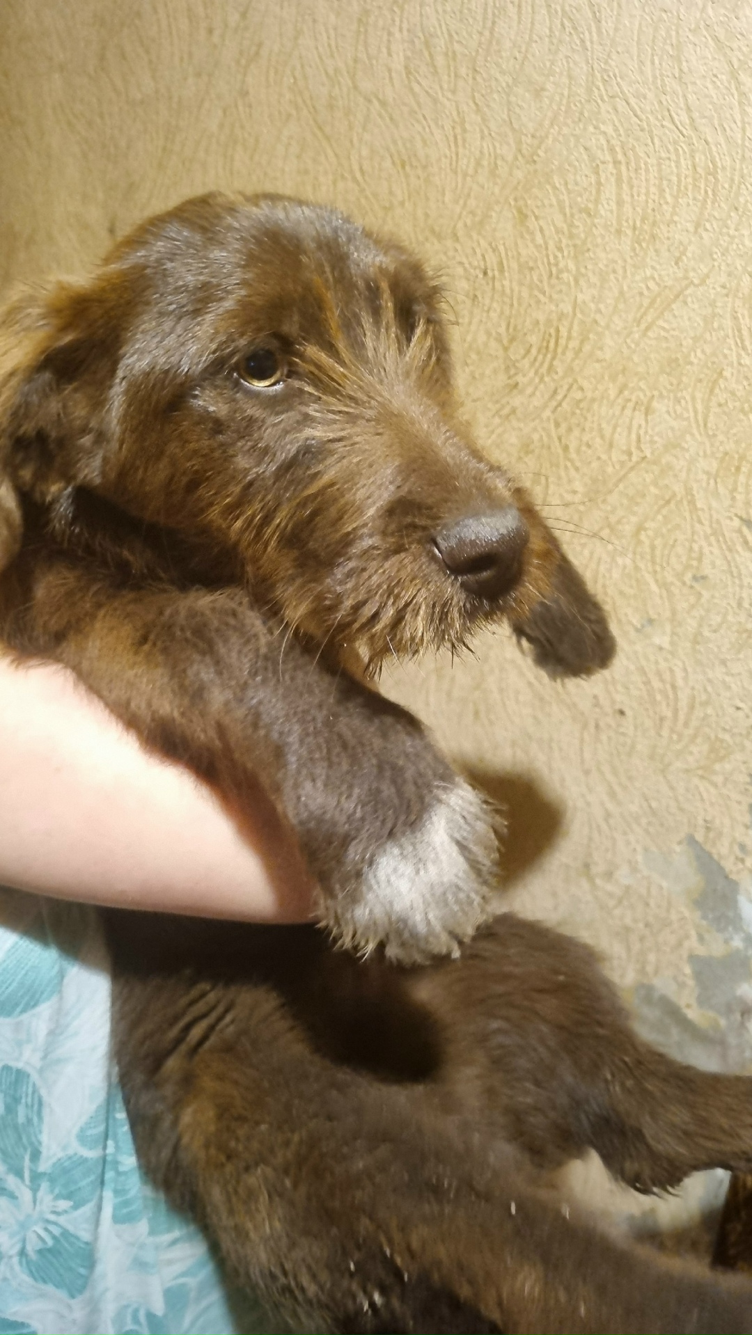 Найдена собака в Рязани — фото объявления