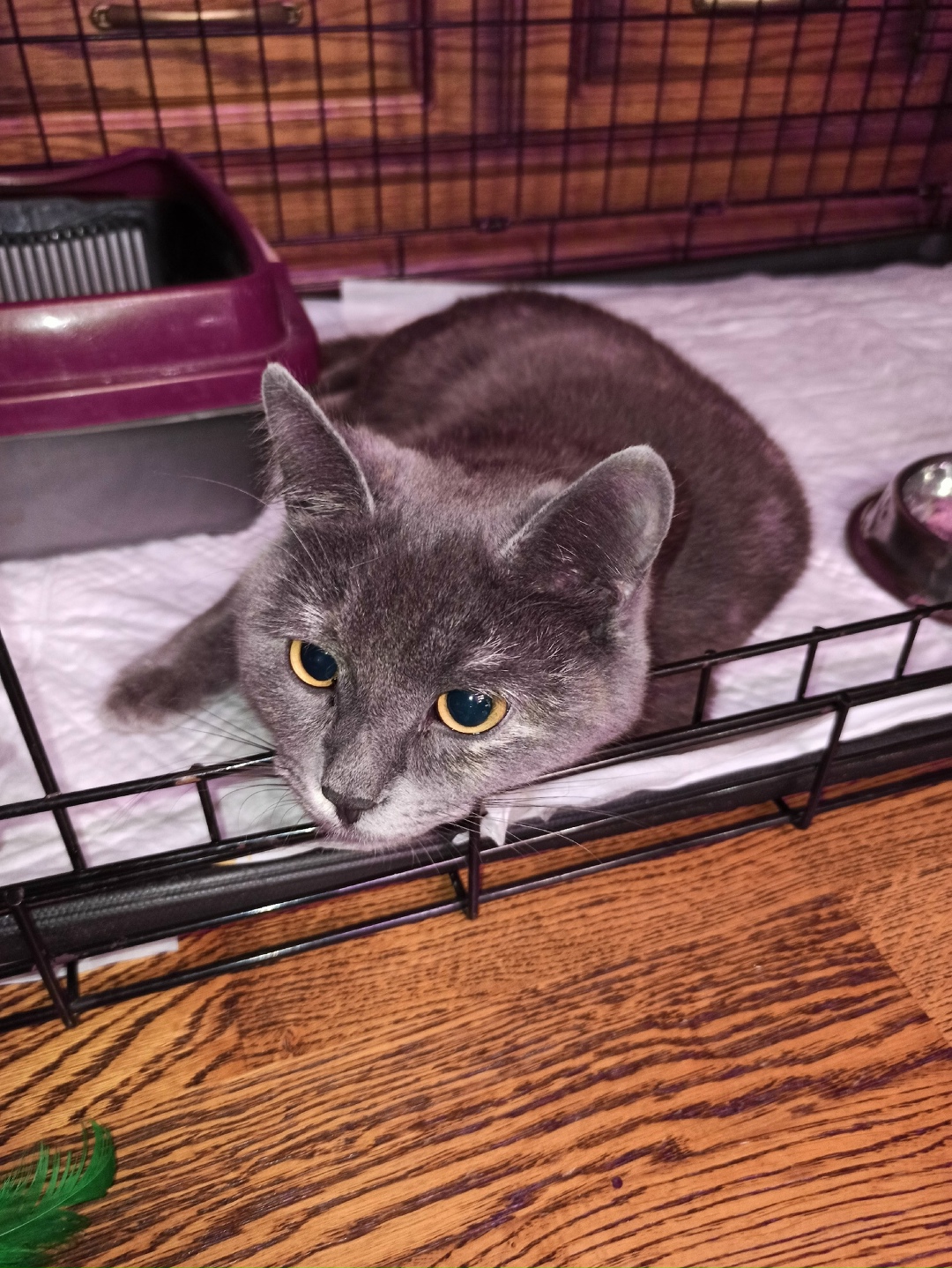 Найдена кошка в Рязани — фото объявления