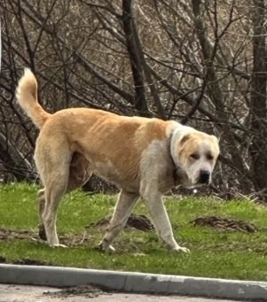 Найдена собака в Рязани — фото объявления