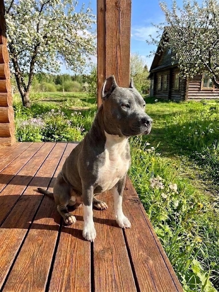 Найдена собака в Рязани — фото объявления