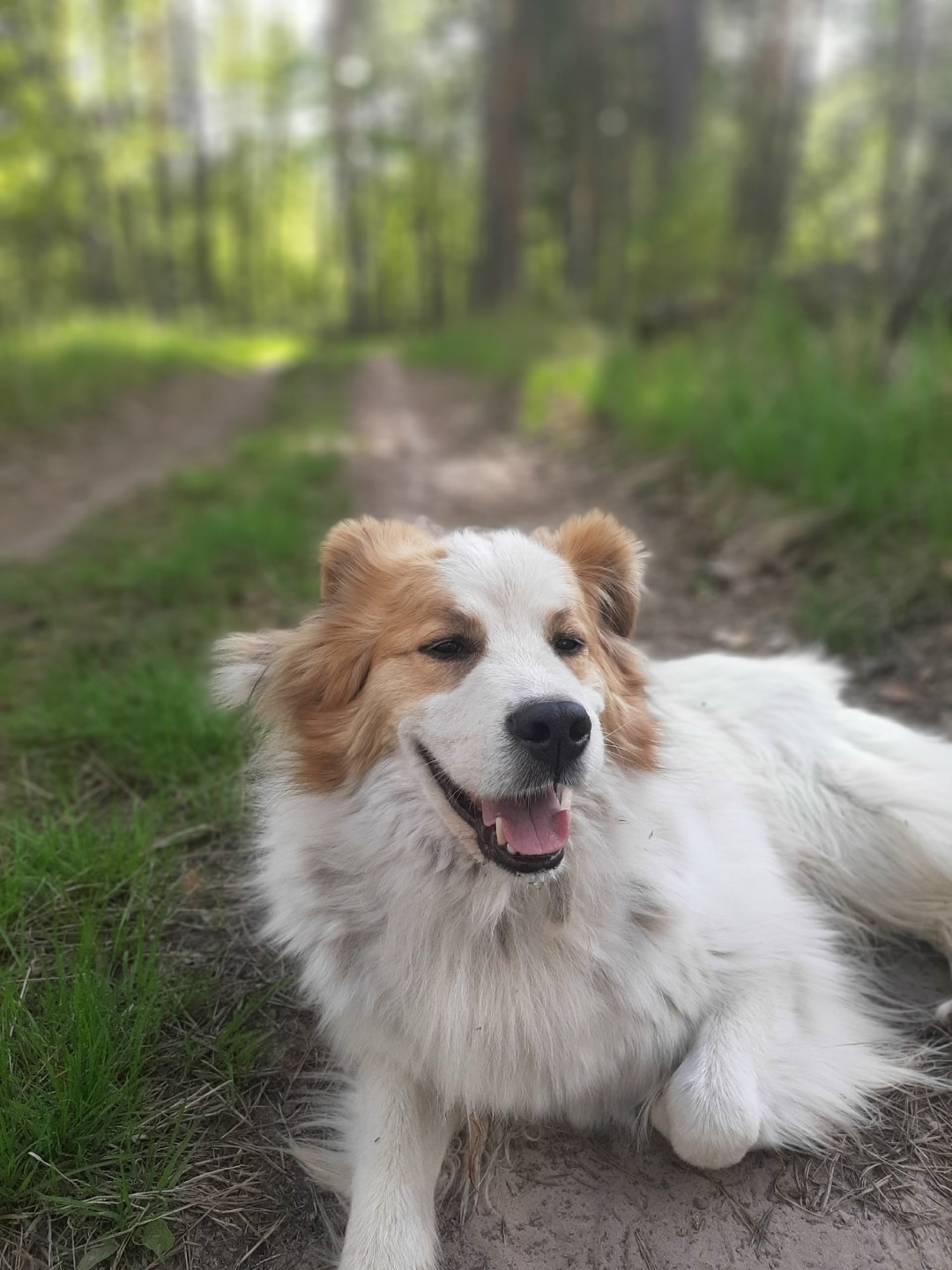 Пропала собака в Рязани — фото объявления