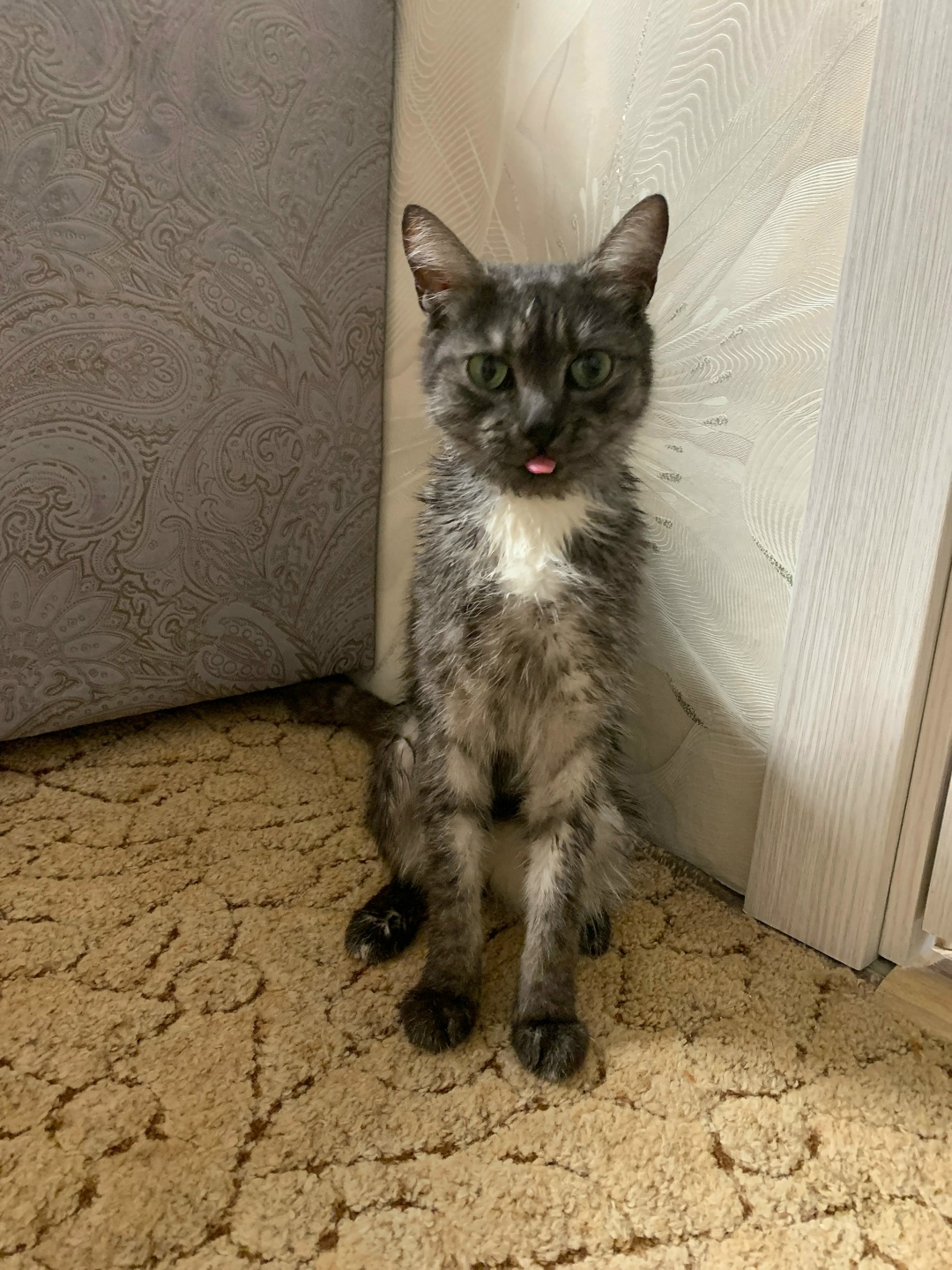 Найдена кошка в Рязани — фото объявления