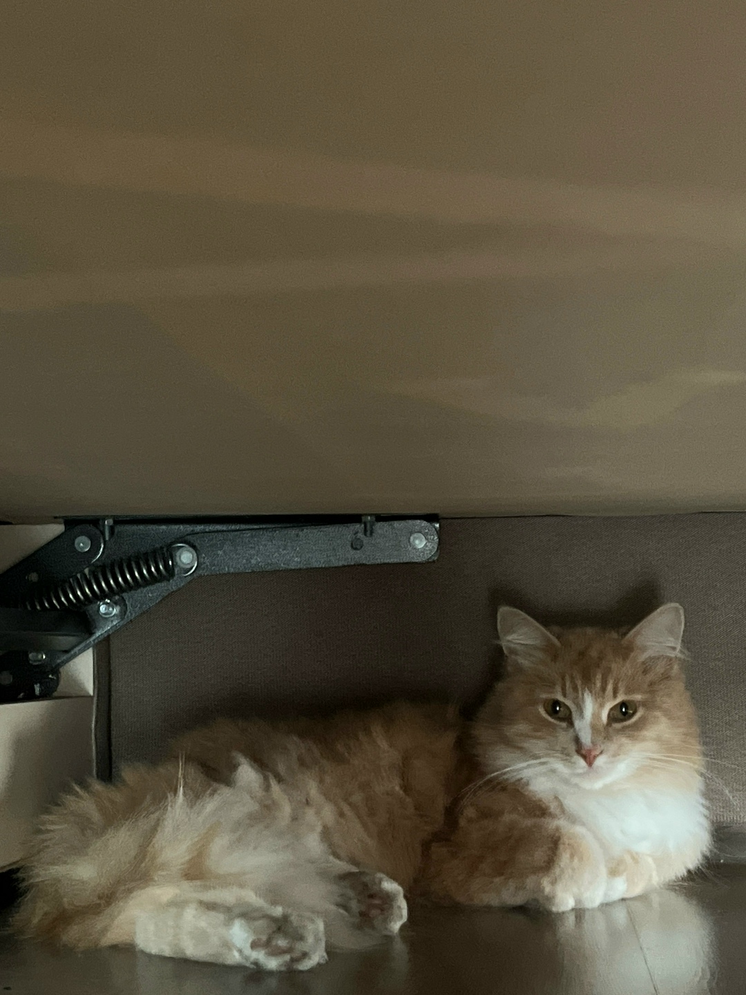 Найдена кошка в Рязани — фото объявления