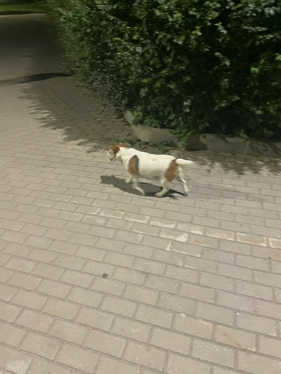 Пропала собака в Рязани — фото объявления