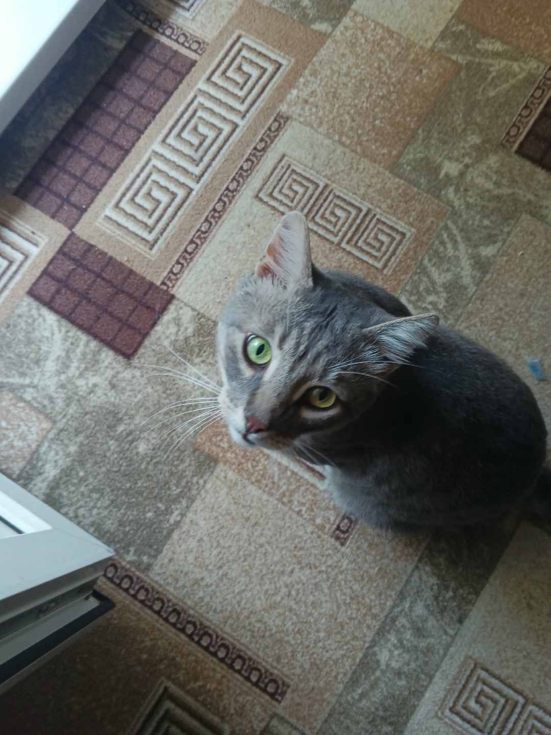 Найдена кошка в Рязани — фото объявления