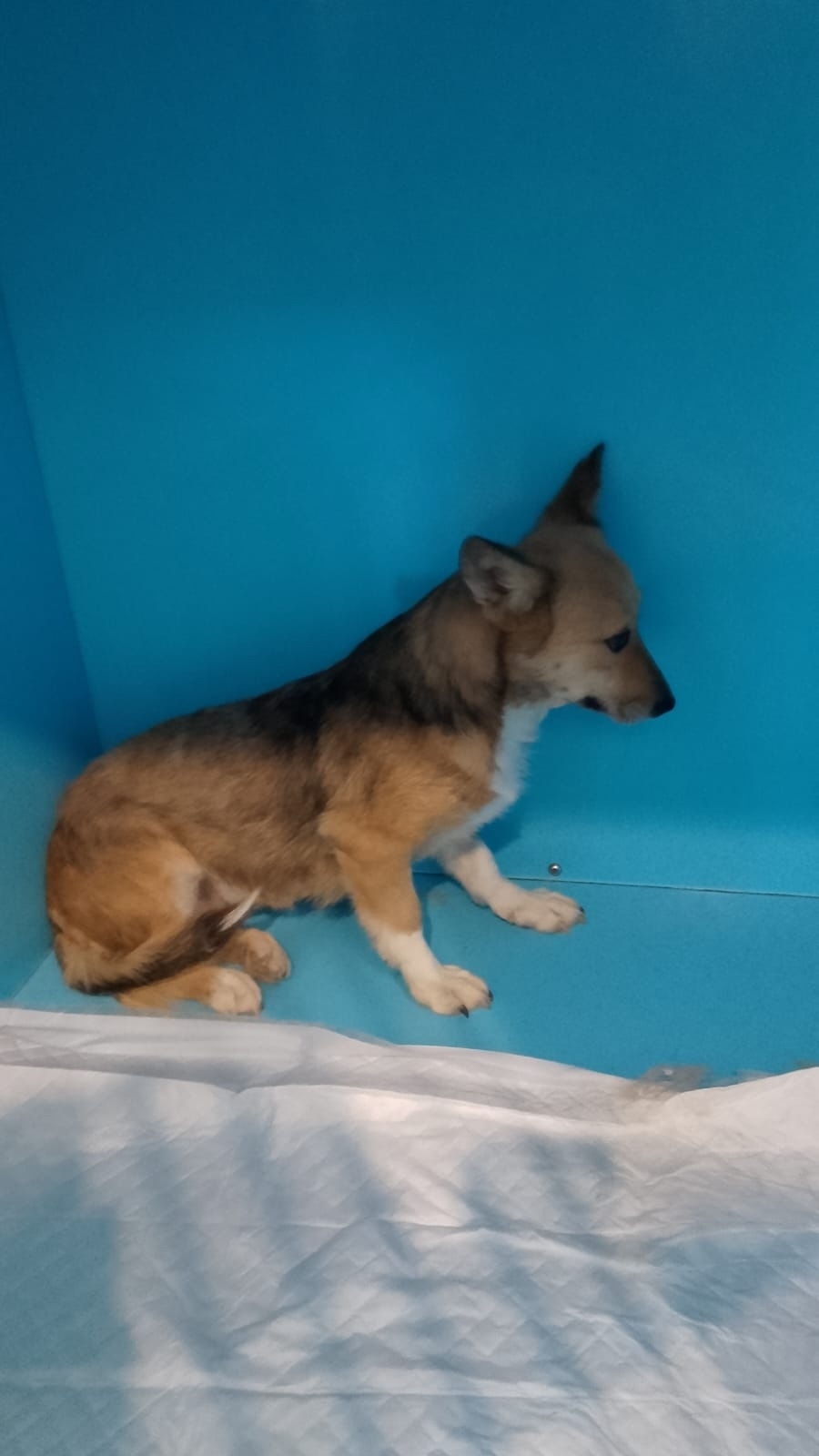 Пропала собака в Рязани — фото объявления