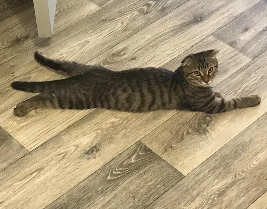 Пропала кошка в Рязани — фото объявления