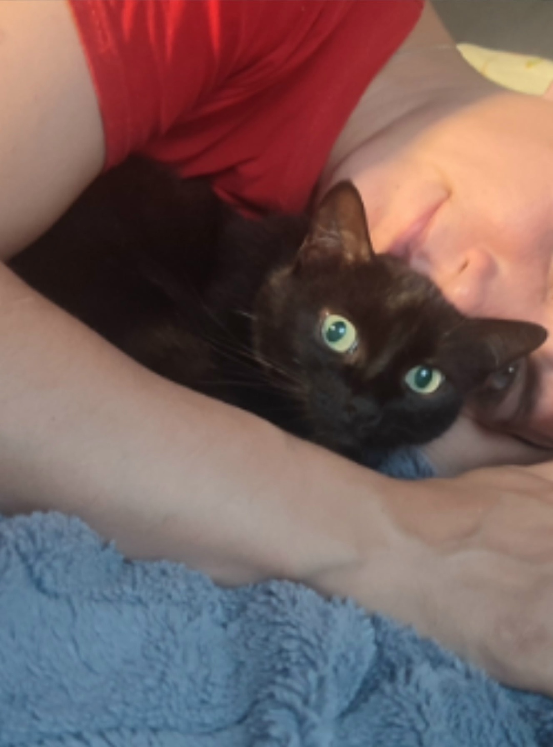 Пропала кошка в Рязани — фото объявления