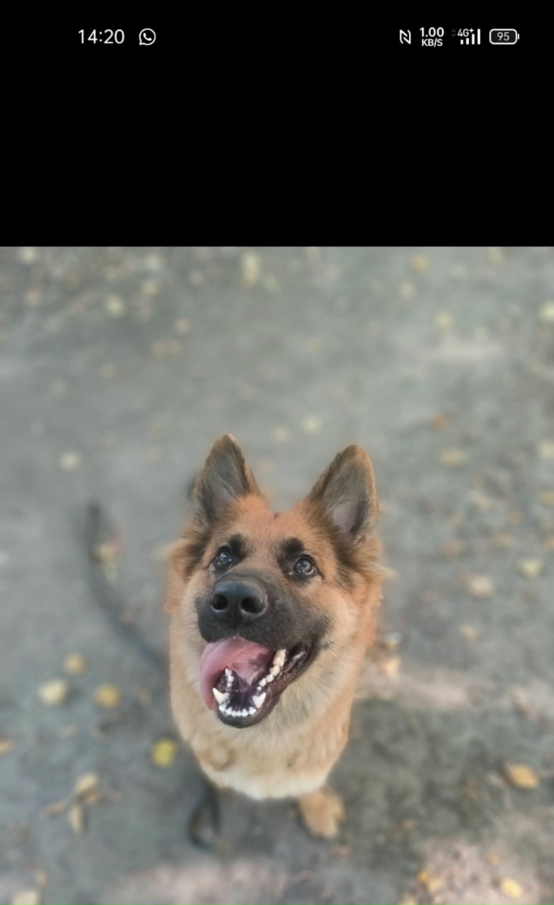 Пропала собака в Рязани — фото объявления