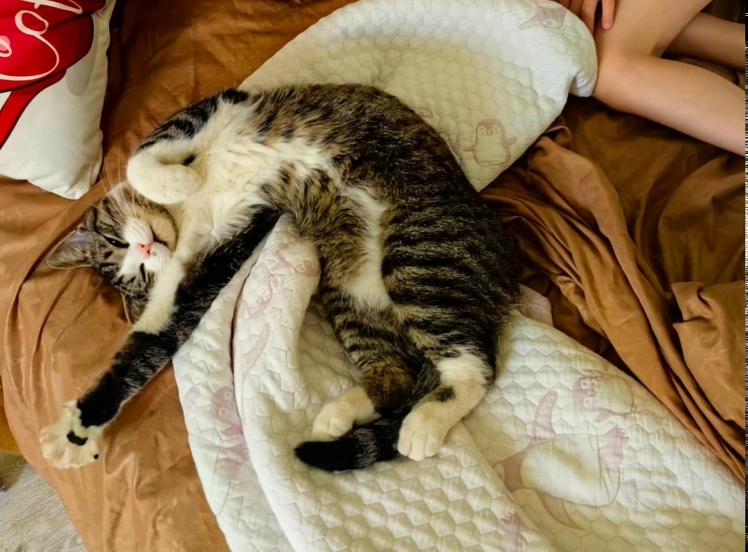 Пропала кошка в Рязани — фото объявления