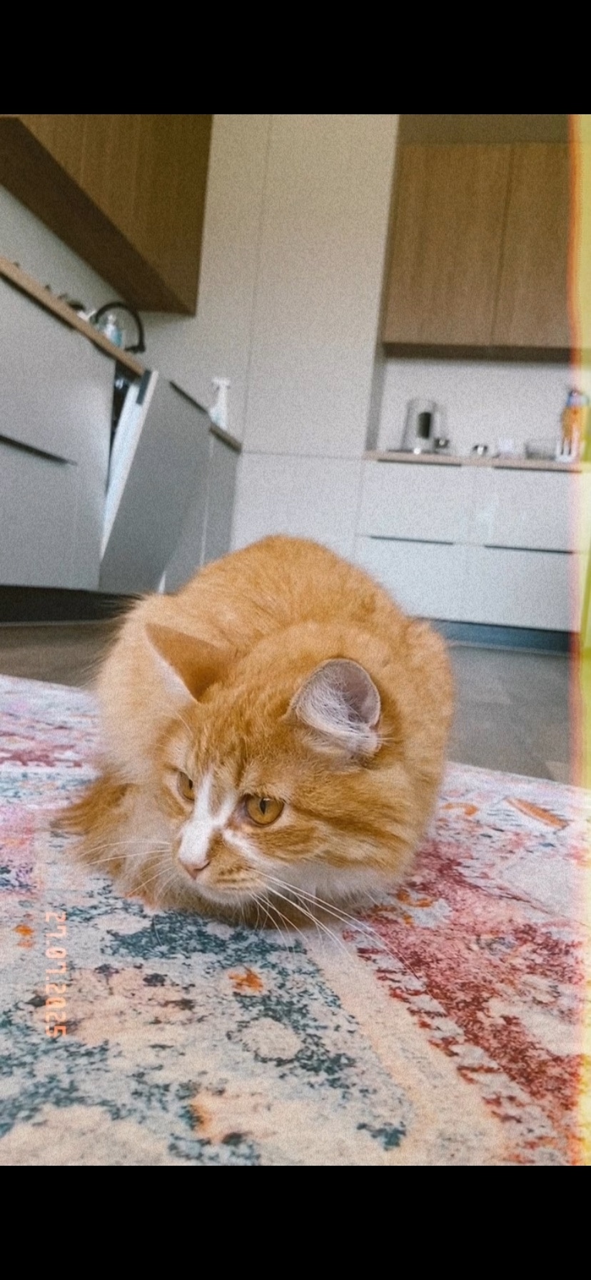 Пропала кошка в Рязани — фото объявления