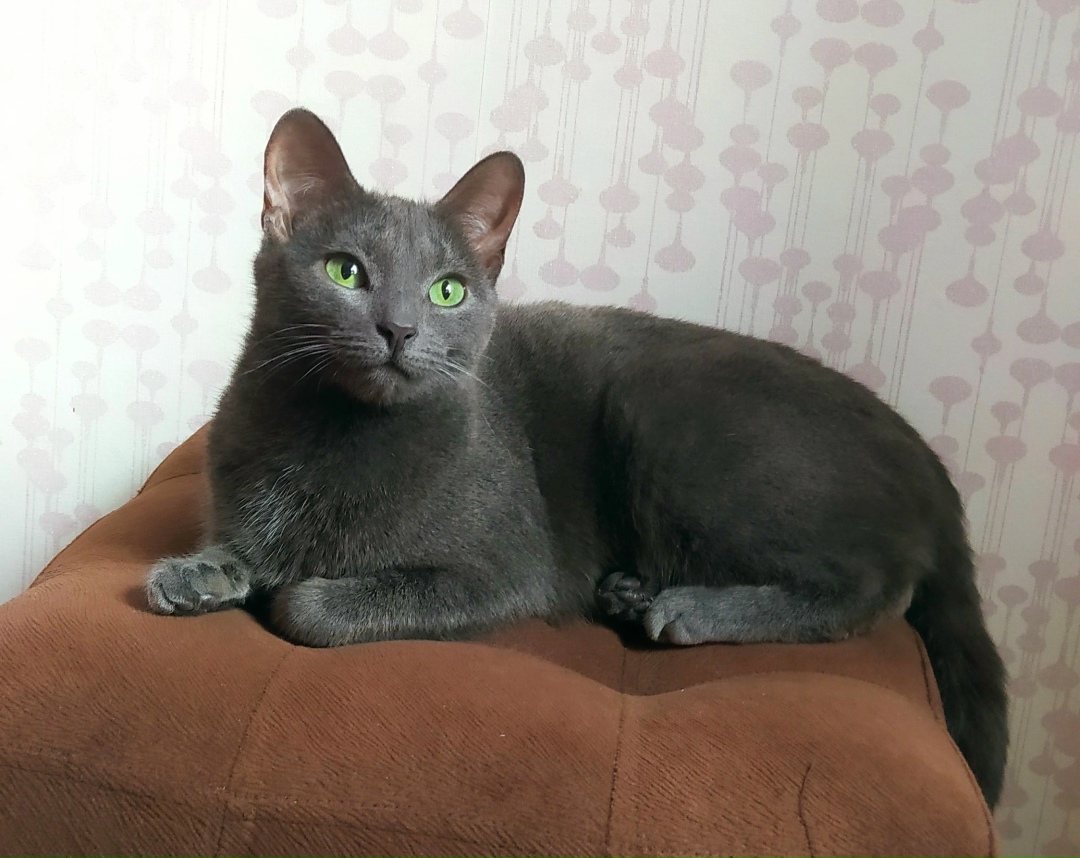 Пропала кошка в Рязани — фото объявления