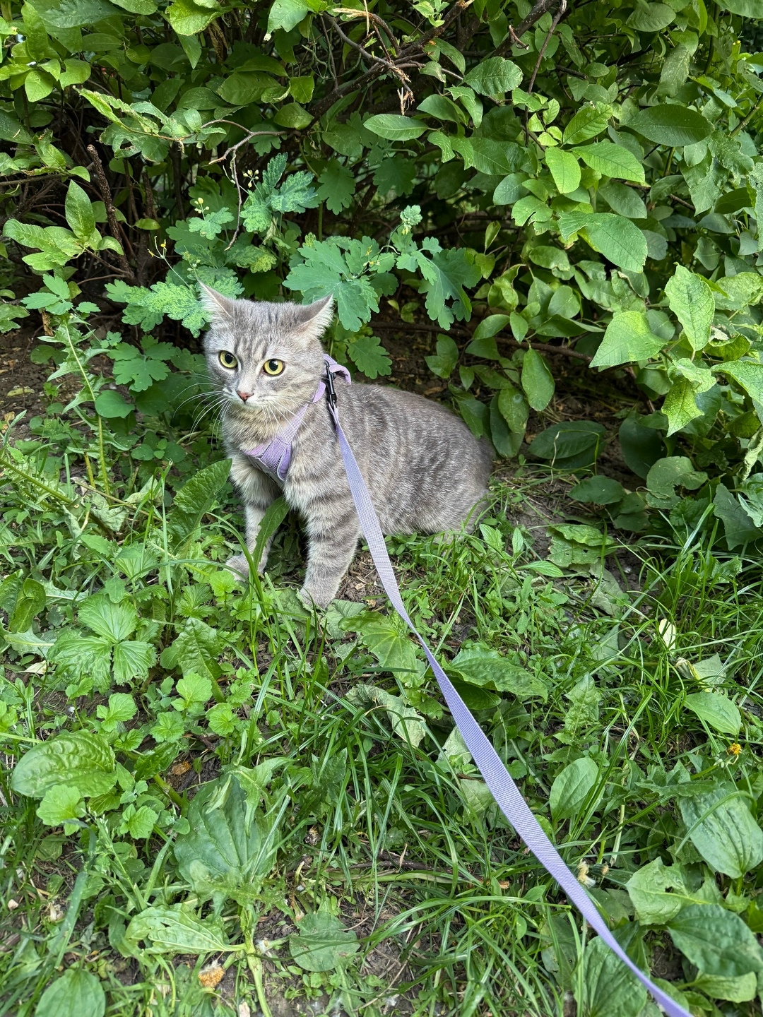 Пропала кошка в Рязани — фото объявления