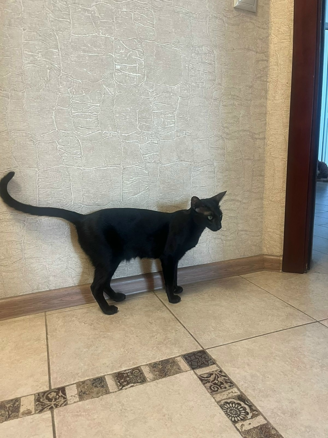 Пропала кошка в Рязани — фото объявления