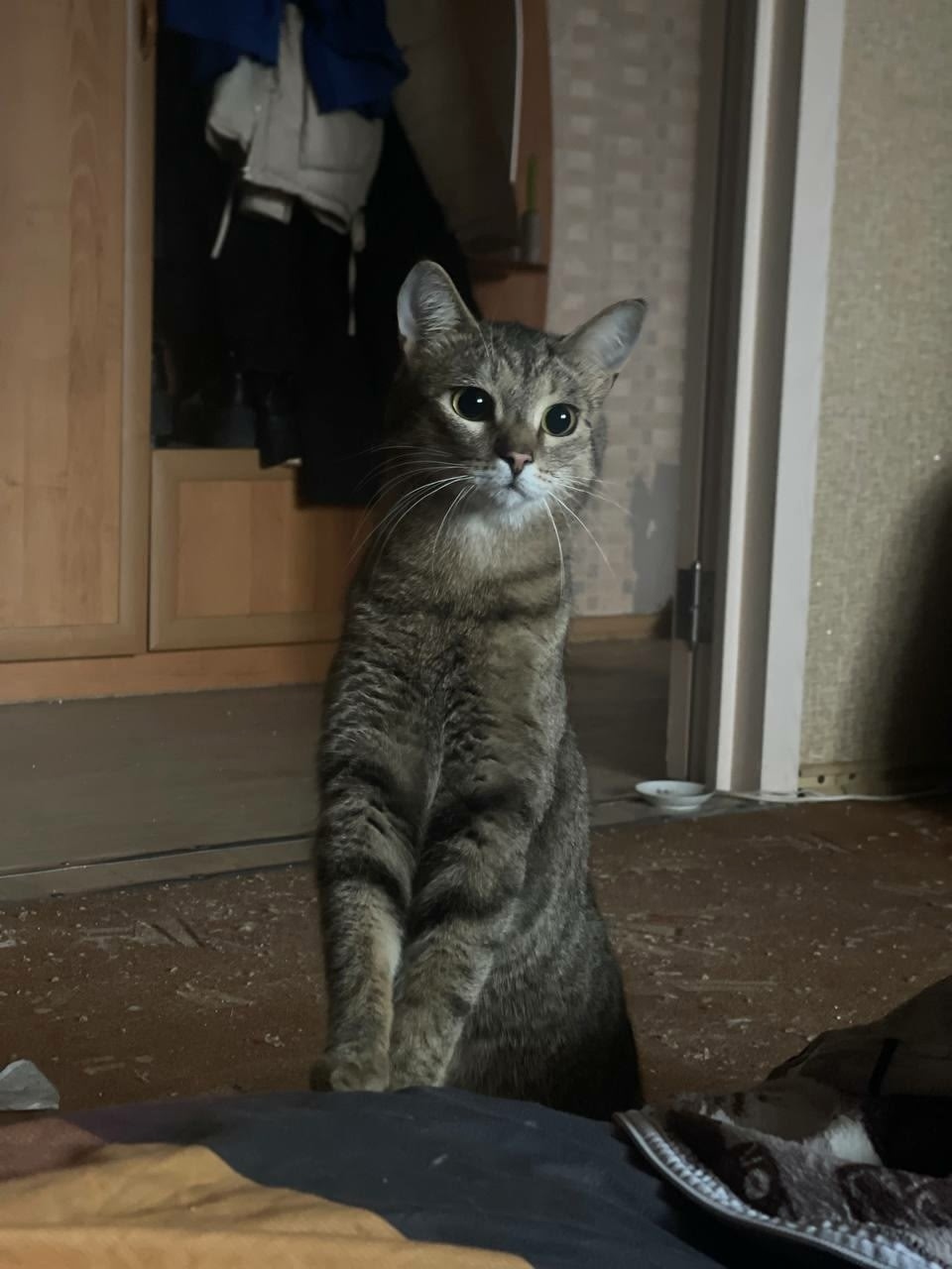 Пропала кошка в Рязани — фото объявления