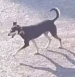 Пропала собака в Рязани — фото объявления