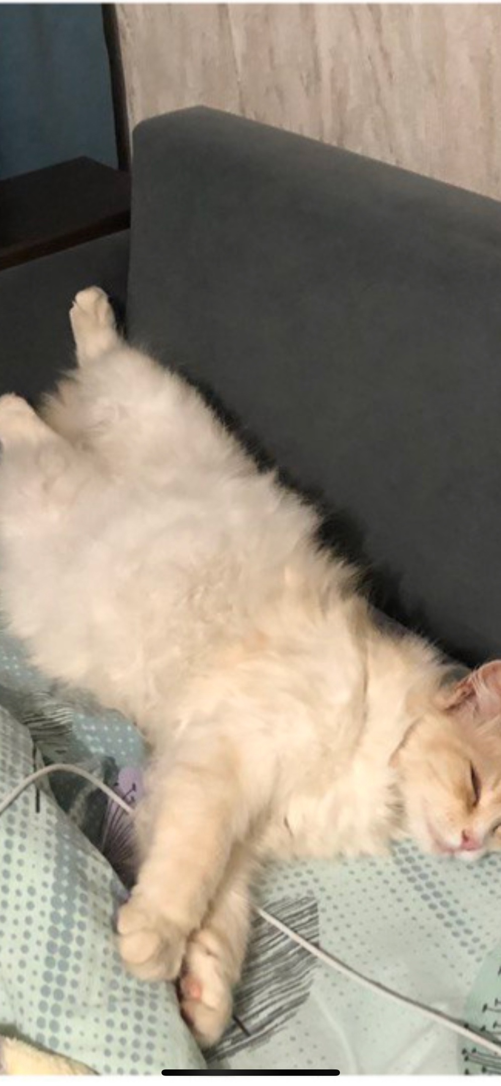 Пропала кошка в Рязани — фото объявления