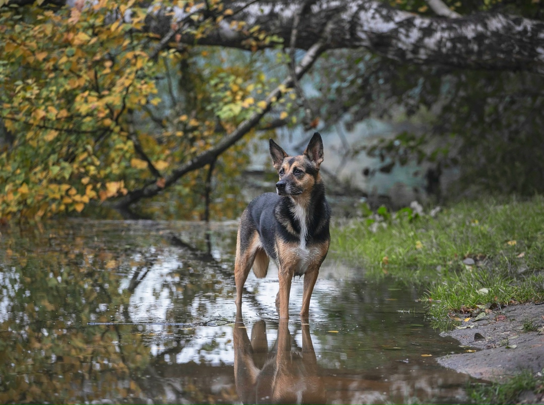 Пропала собака в Рязани — фото объявления