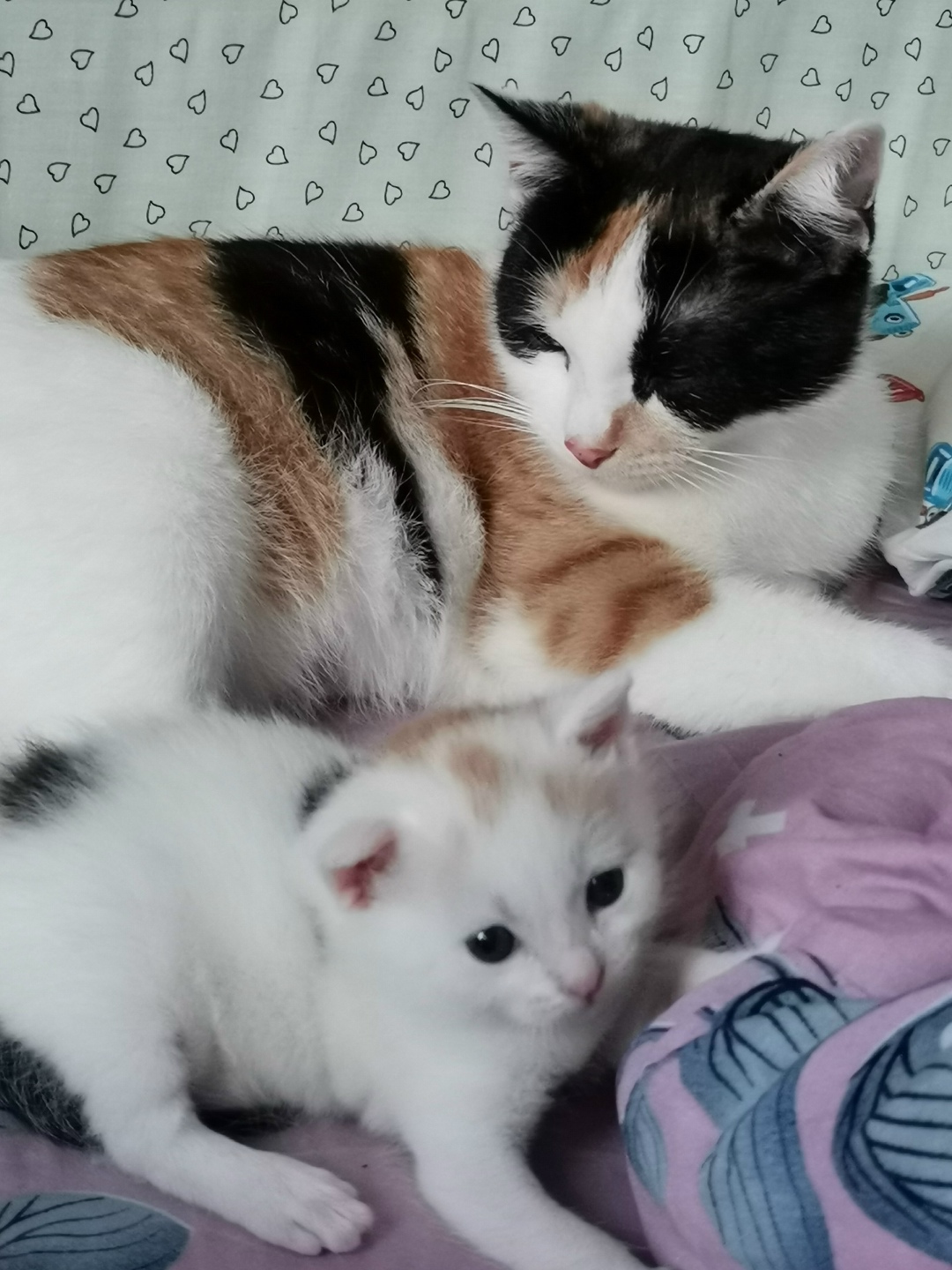 Пропала кошка в Рязани — фото объявления