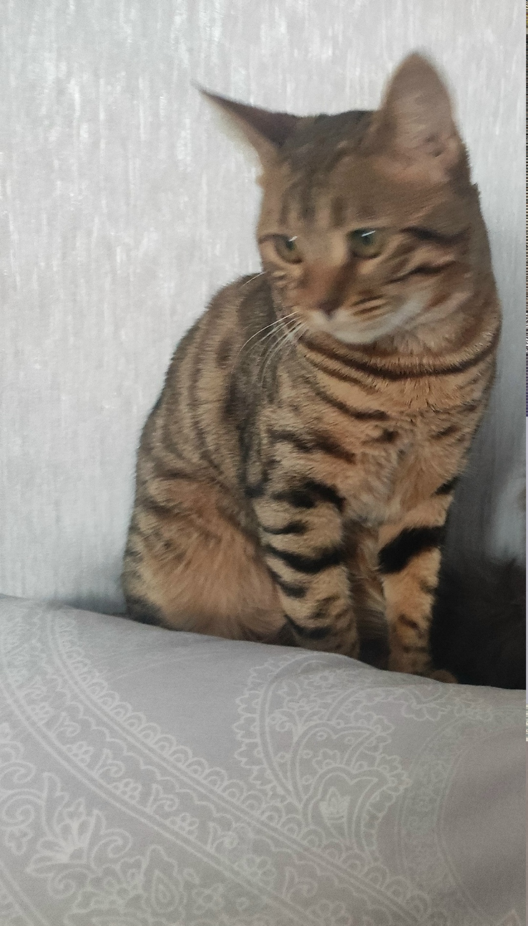 Пропала кошка в Рязани — фото объявления