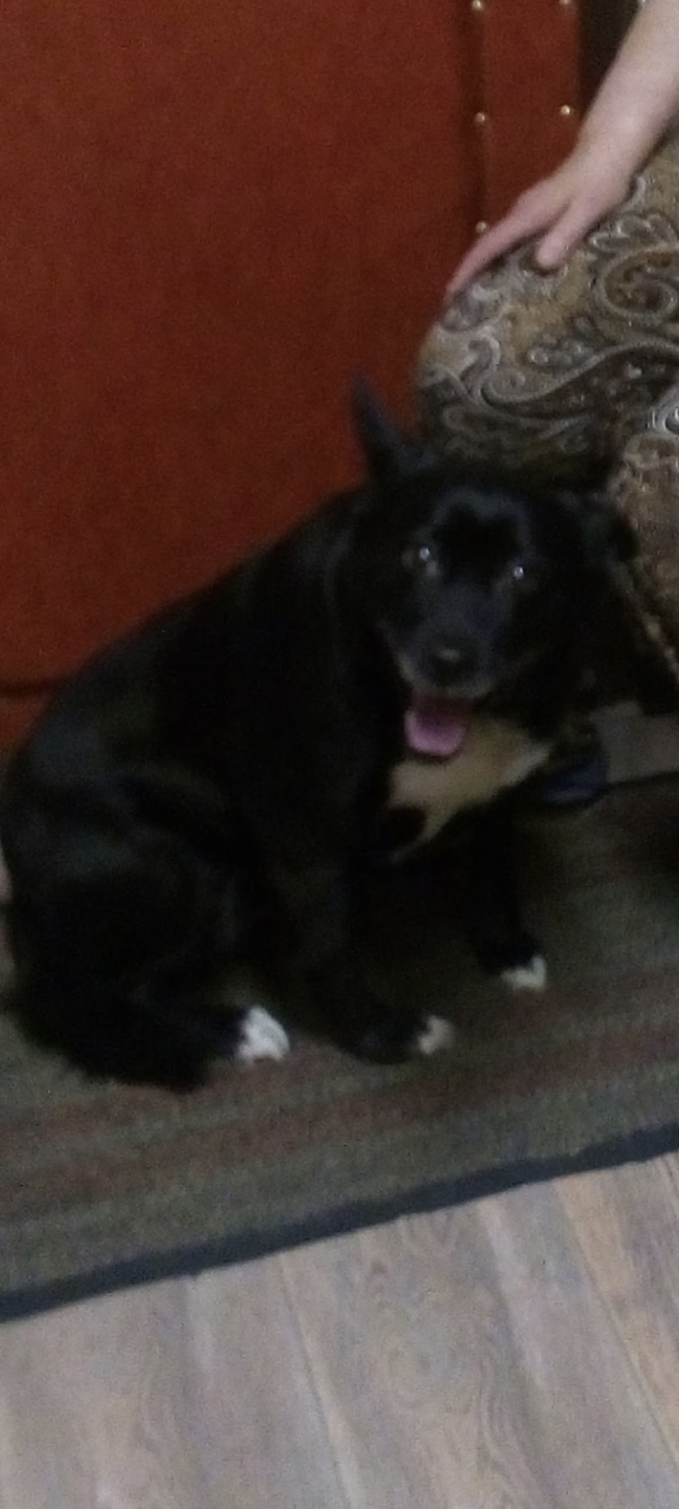 Пропала собака в Рязани — фото объявления