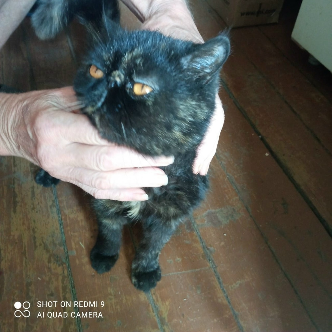 Найдена кошка в Рязани — фото объявления