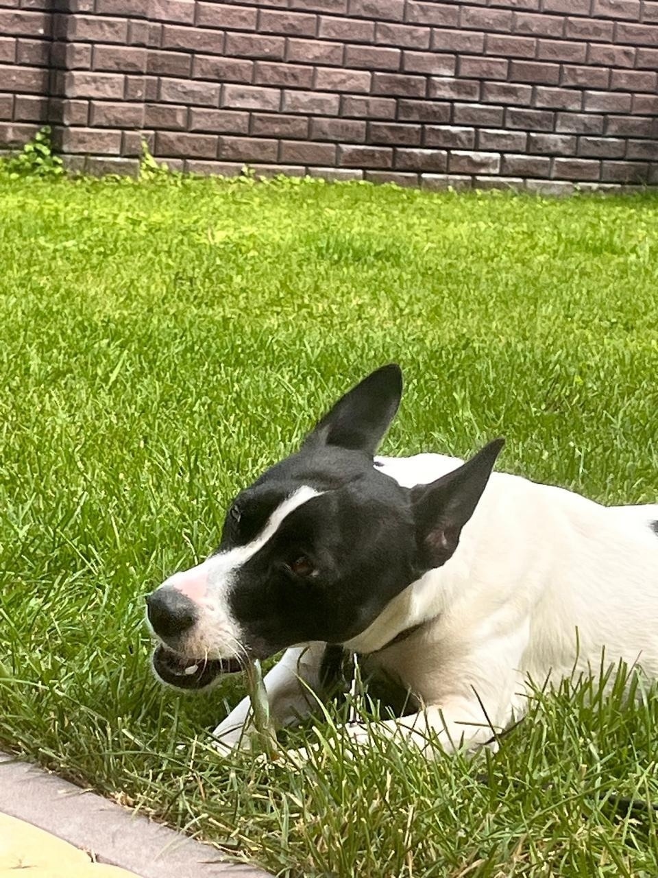 Найдена собака в Рязани — фото объявления