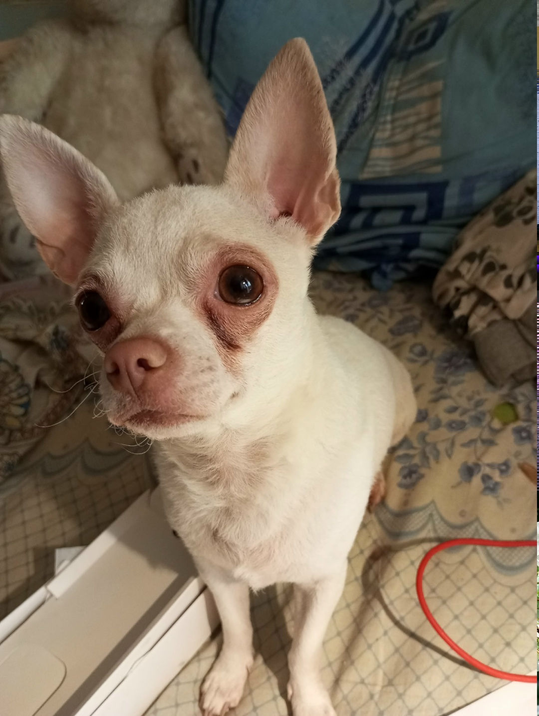 Пропала собака в Рязани — фото объявления