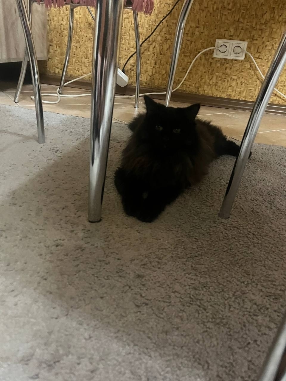 Пропала кошка в Рязани — фото объявления