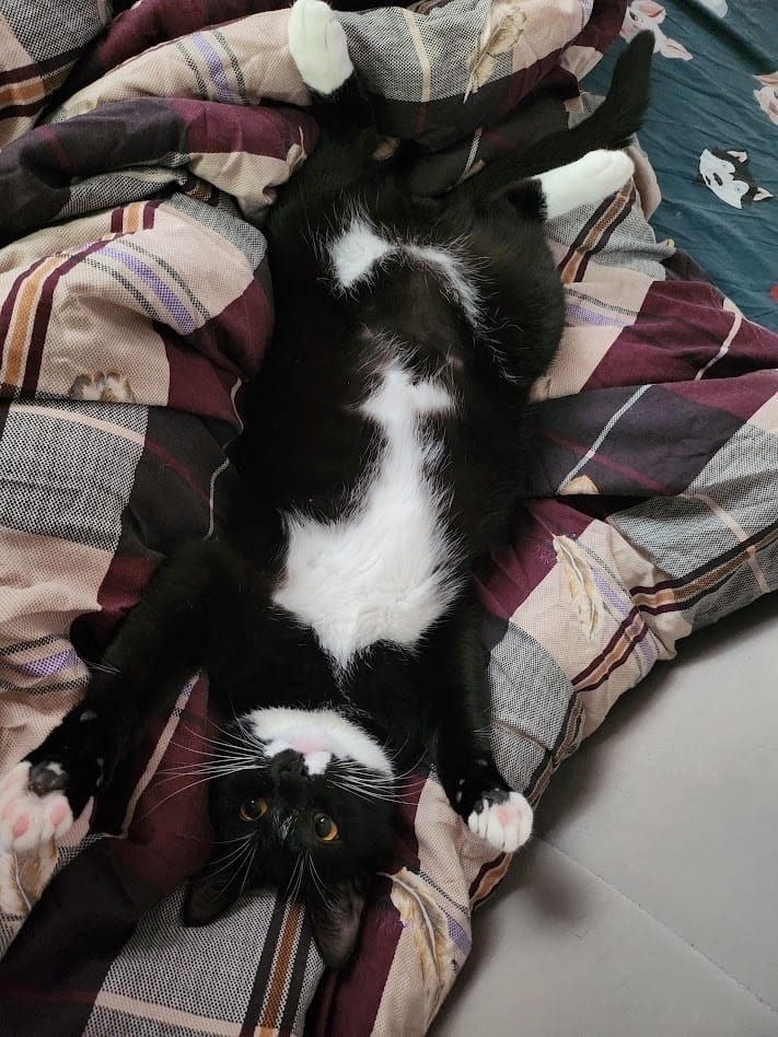 Найдена собака в Рязани — фото объявления