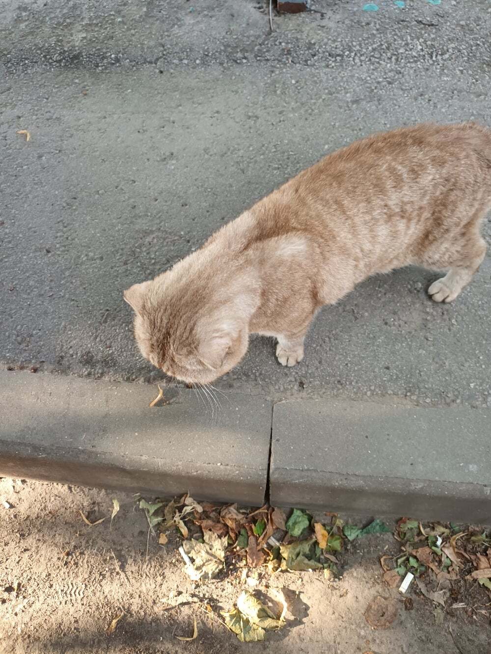 Пропала кошка в Рязани — фото объявления