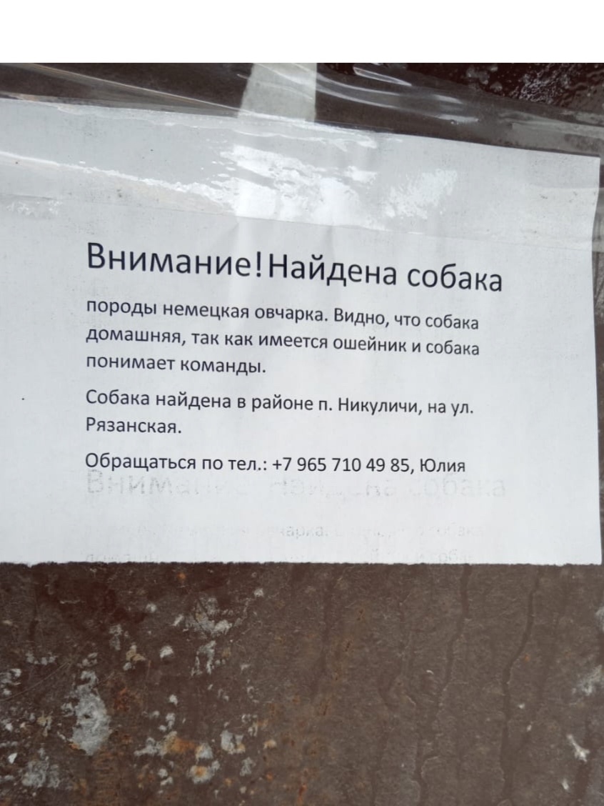 Найдена собака в Рязани — фото объявления