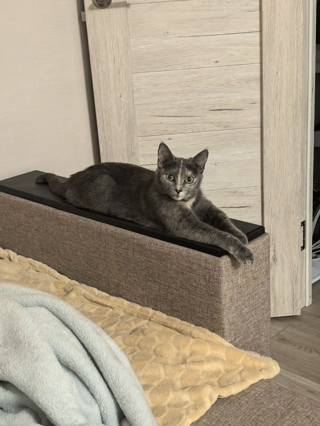 Пропала кошка в Рязани — фото объявления