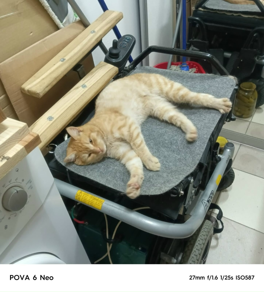 Найдена собака в Рязани — фото объявления