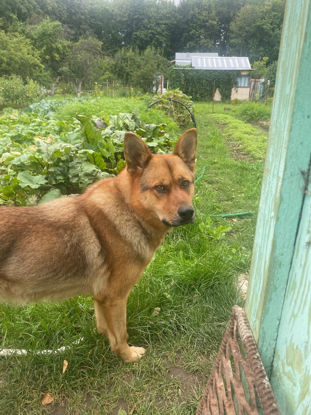 Найдена собака в Рязани — фото объявления