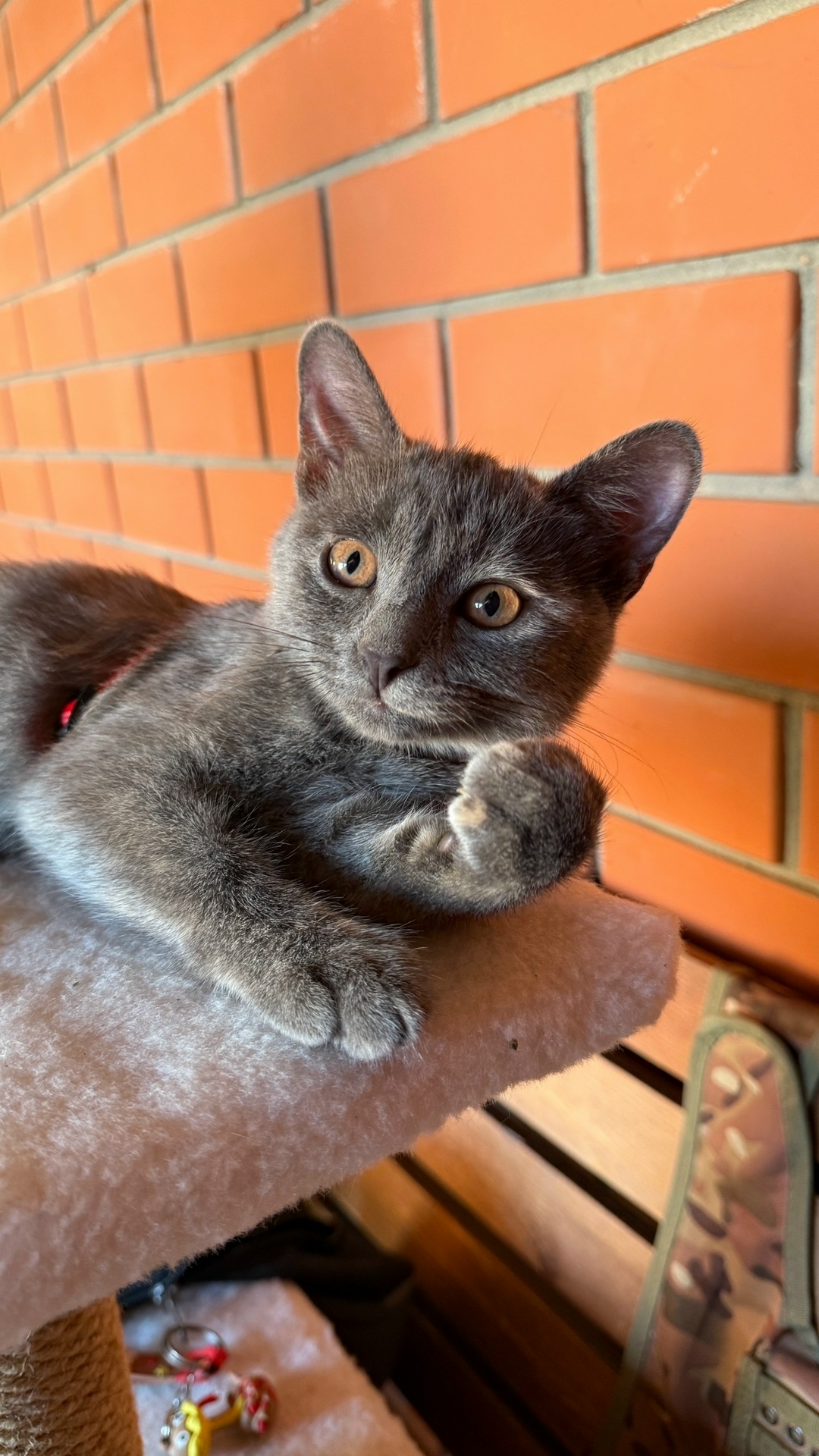 Найдена кошка в Рязани — фото объявления