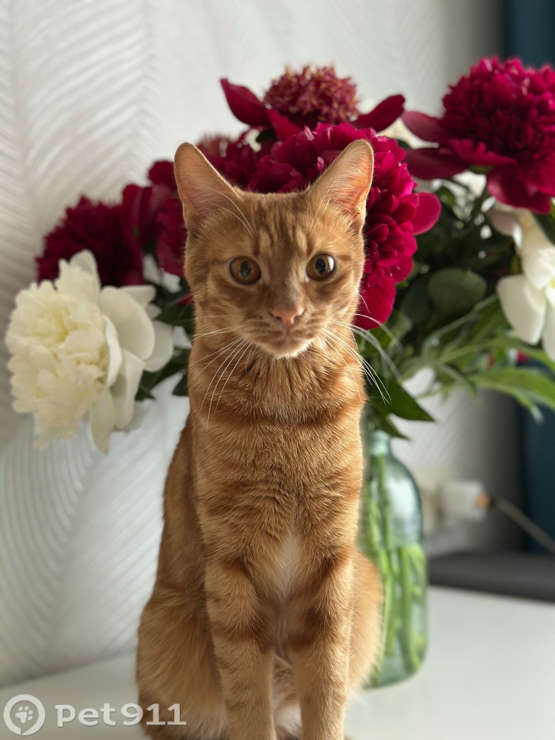 Пропала кошка в Пензе — фото объявления