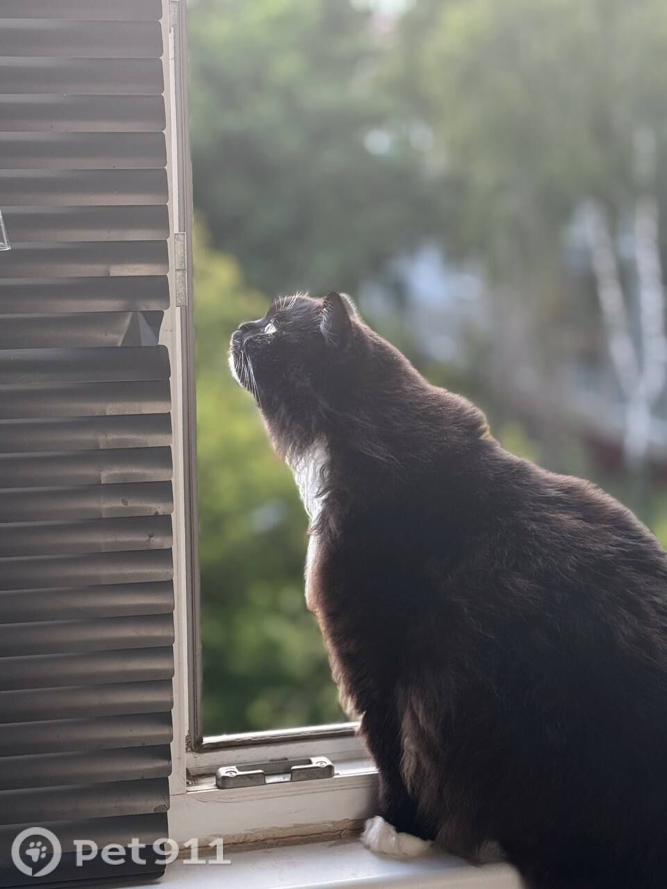 Пропала кошка в Пензе — фото объявления